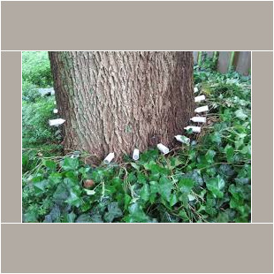 A tree with white flowers growing around it