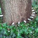 A tree with white flowers growing around it