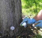 A person in blue gloves is cutting through the bark of a tree.