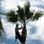 A man in white shirt and hat on a tree.