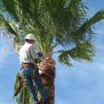 A man in white hat and jeans trimming palm tree.