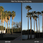 A before and after picture of palm trees