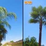 A before and after picture of palm trees in the sun.