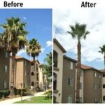 A before and after picture of palm trees in the sun.