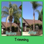 A before and after picture of palm trees trimming.