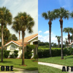 A before and after picture of palm trees in the yard.