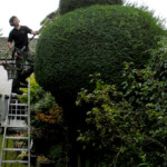 A man on a ladder trimming the top of a large bush.