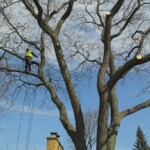 A man in yellow vest standing on top of a tree.
