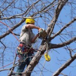 A man in a tree with a saw.