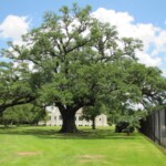 A large tree in the middle of a field.