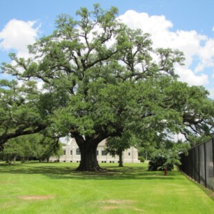 A large tree in the middle of a field.